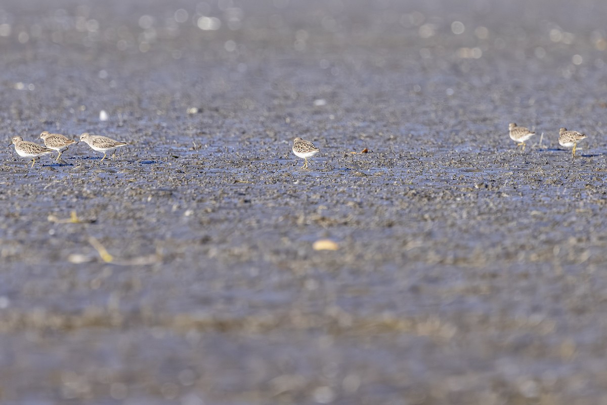 pygmésnipe - ML644545368