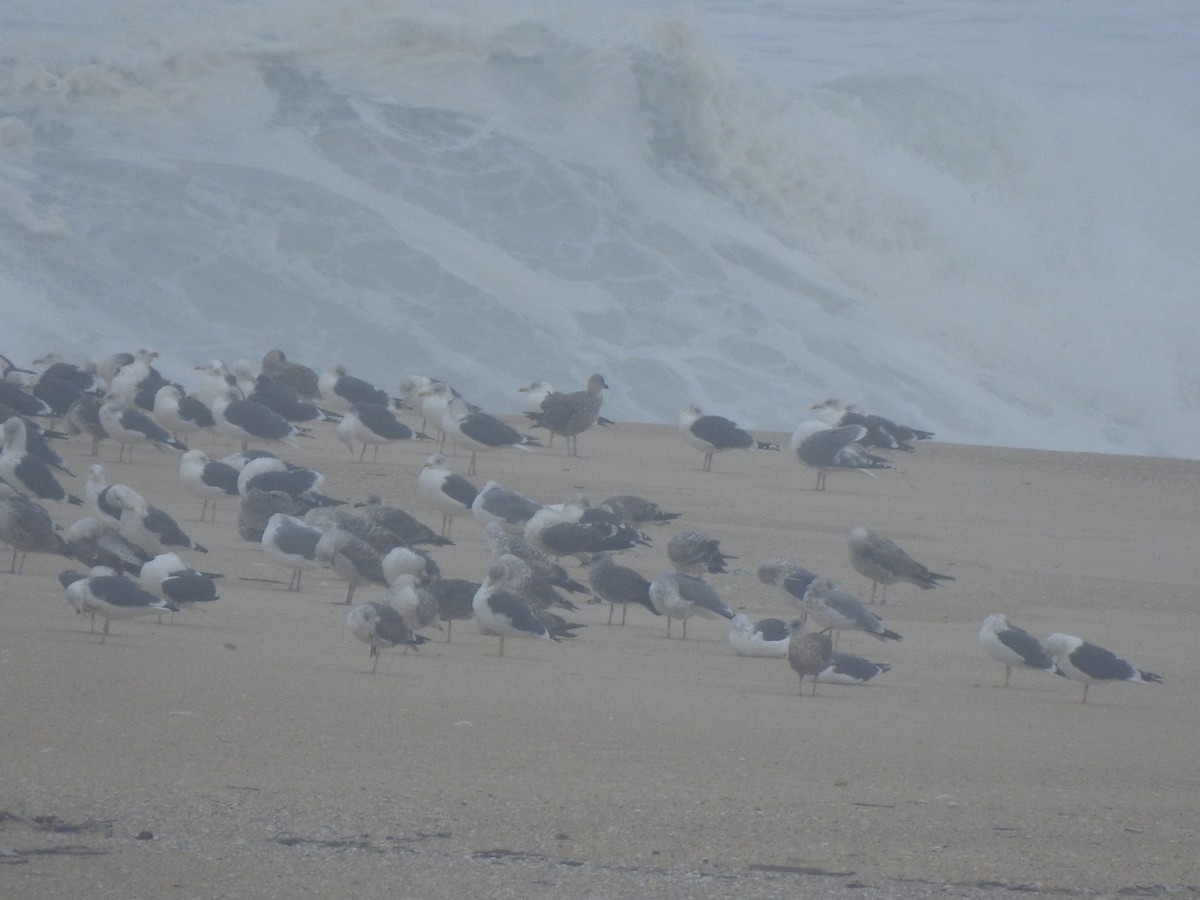 Yellow-legged/Lesser Black-backed Gull - ML644545372