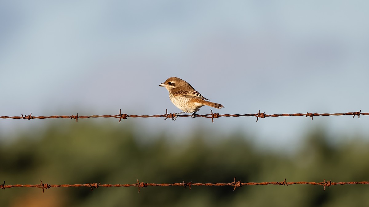 Brown Shrike - ML644545374