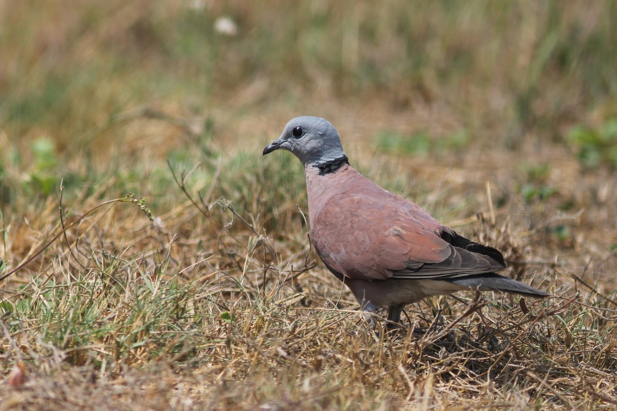 紅鳩 - ML644545375