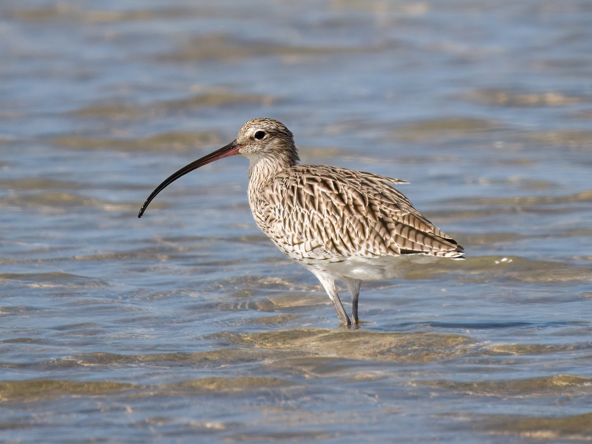 Courlis cendré - ML644545377