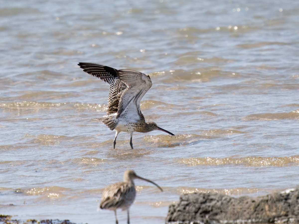 Courlis cendré - ML644545378