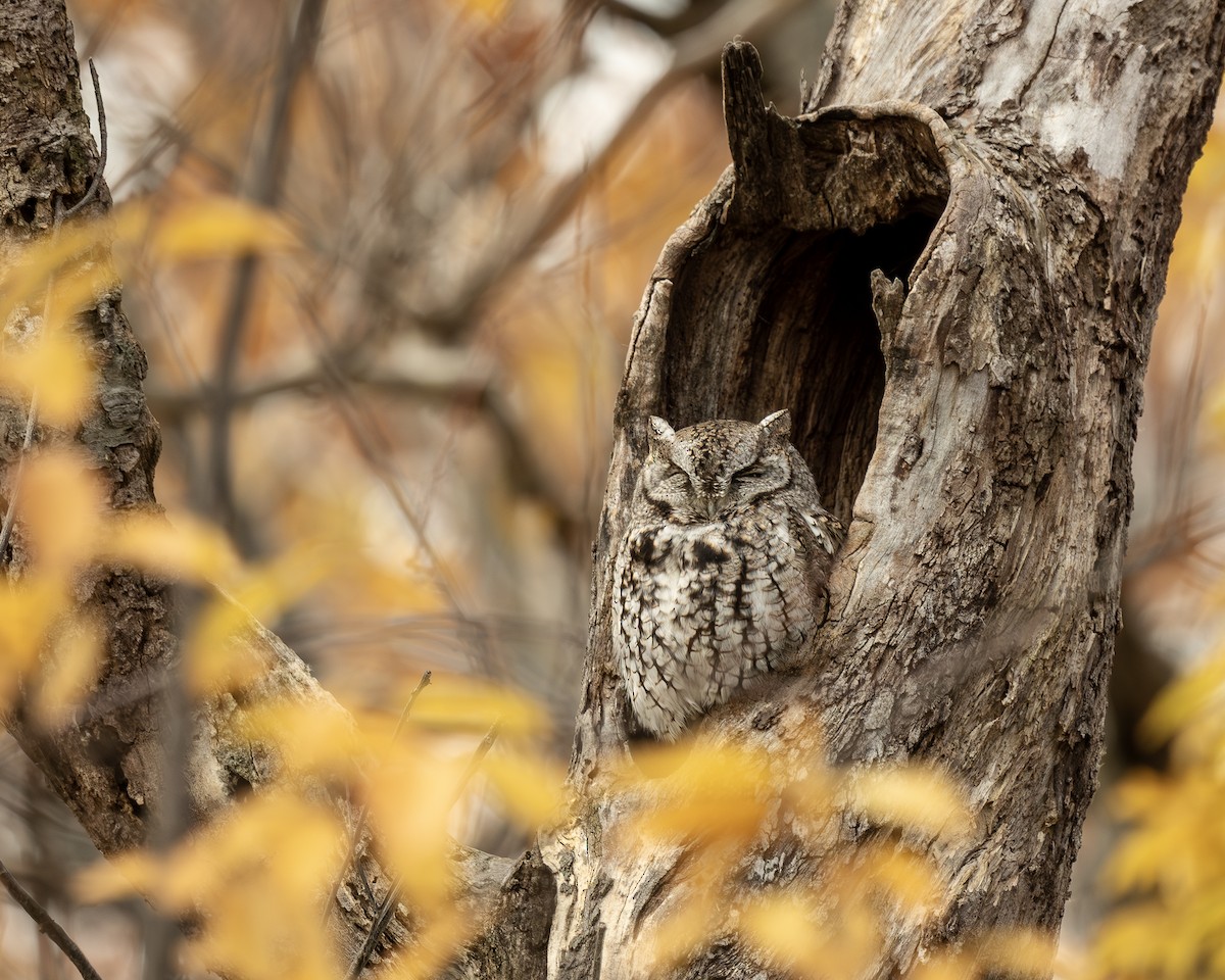 Eastern Screech-Owl - ML644545380