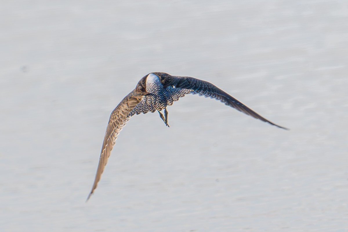 Long-billed Dowitcher - ML644545382