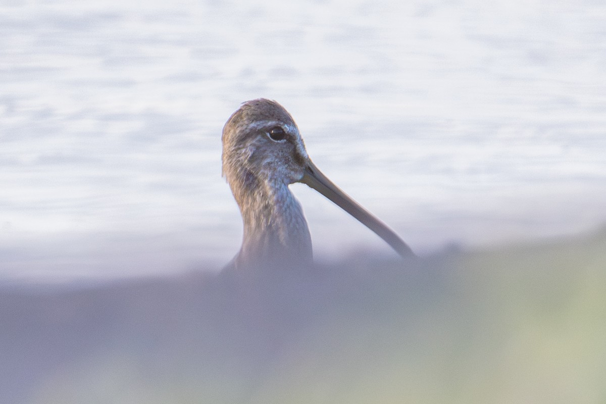 Long-billed Dowitcher - ML644545383