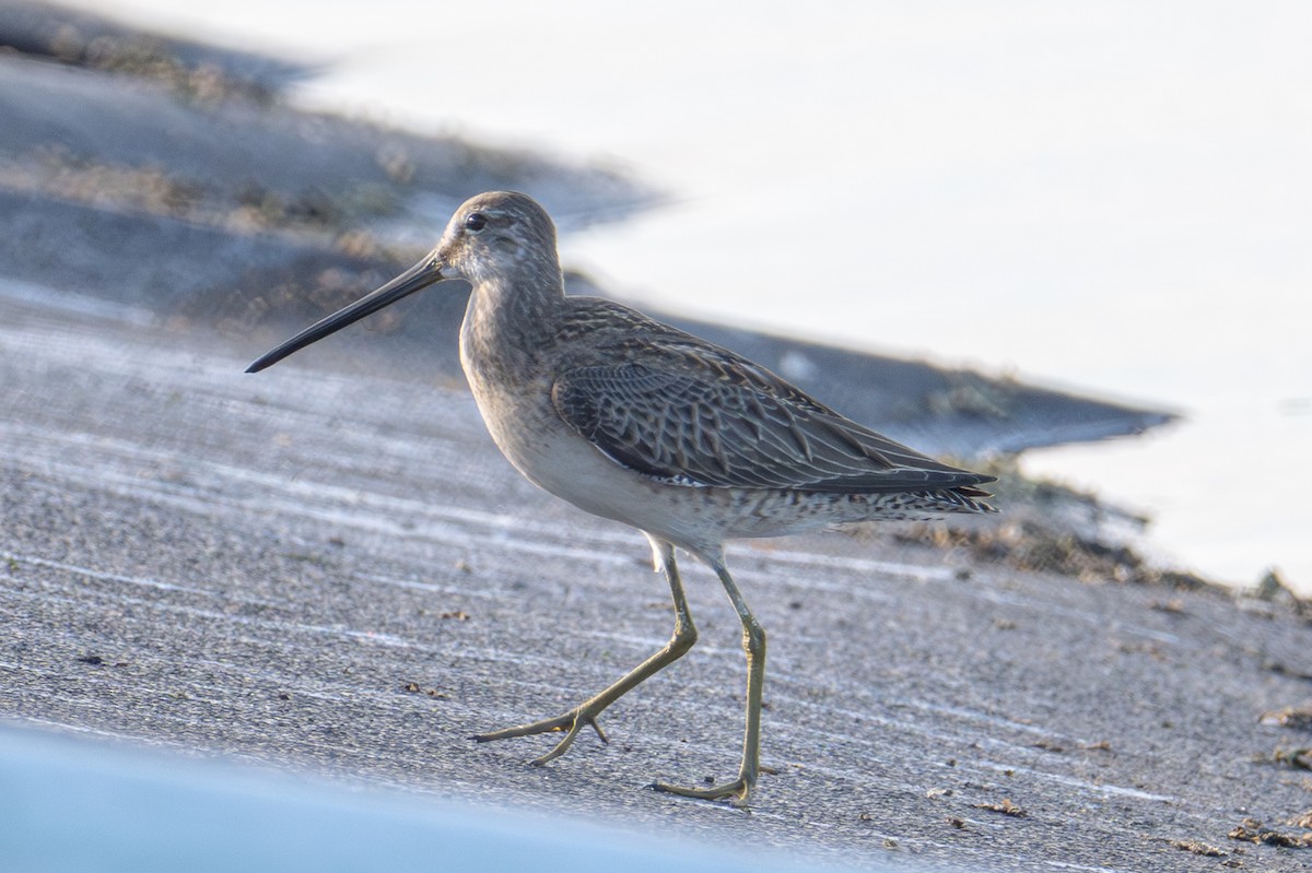 Long-billed Dowitcher - ML644545384