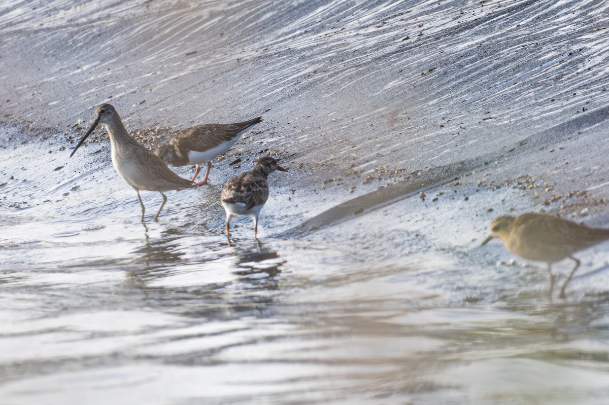 Long-billed Dowitcher - ML644545385