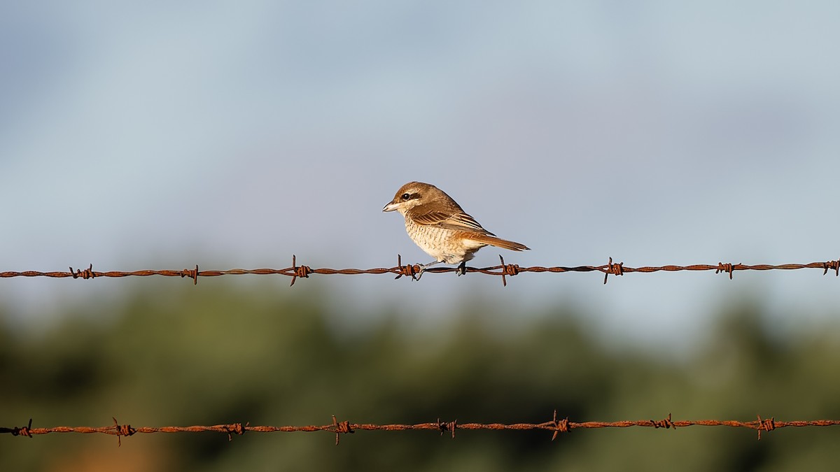 Brown Shrike - ML644545386