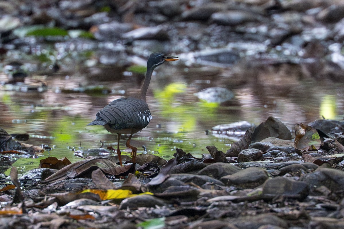 Eguzki-koartza - ML644545387