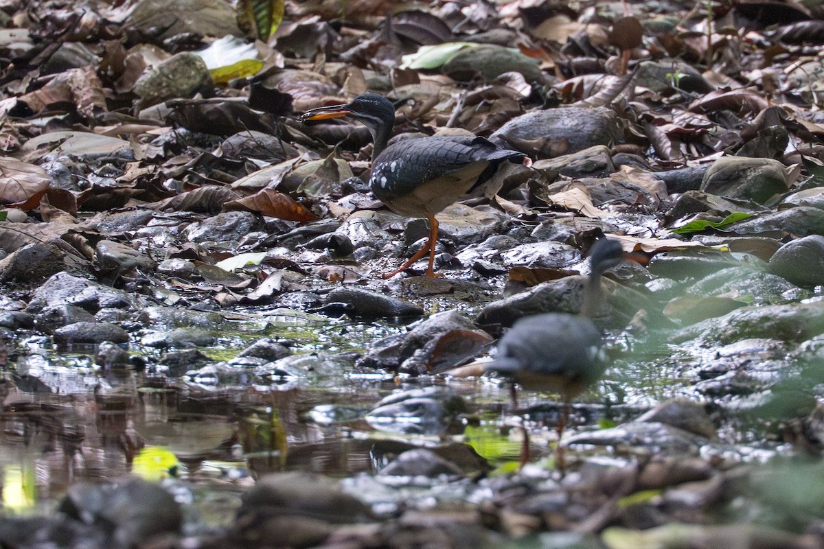 Eguzki-koartza - ML644545388