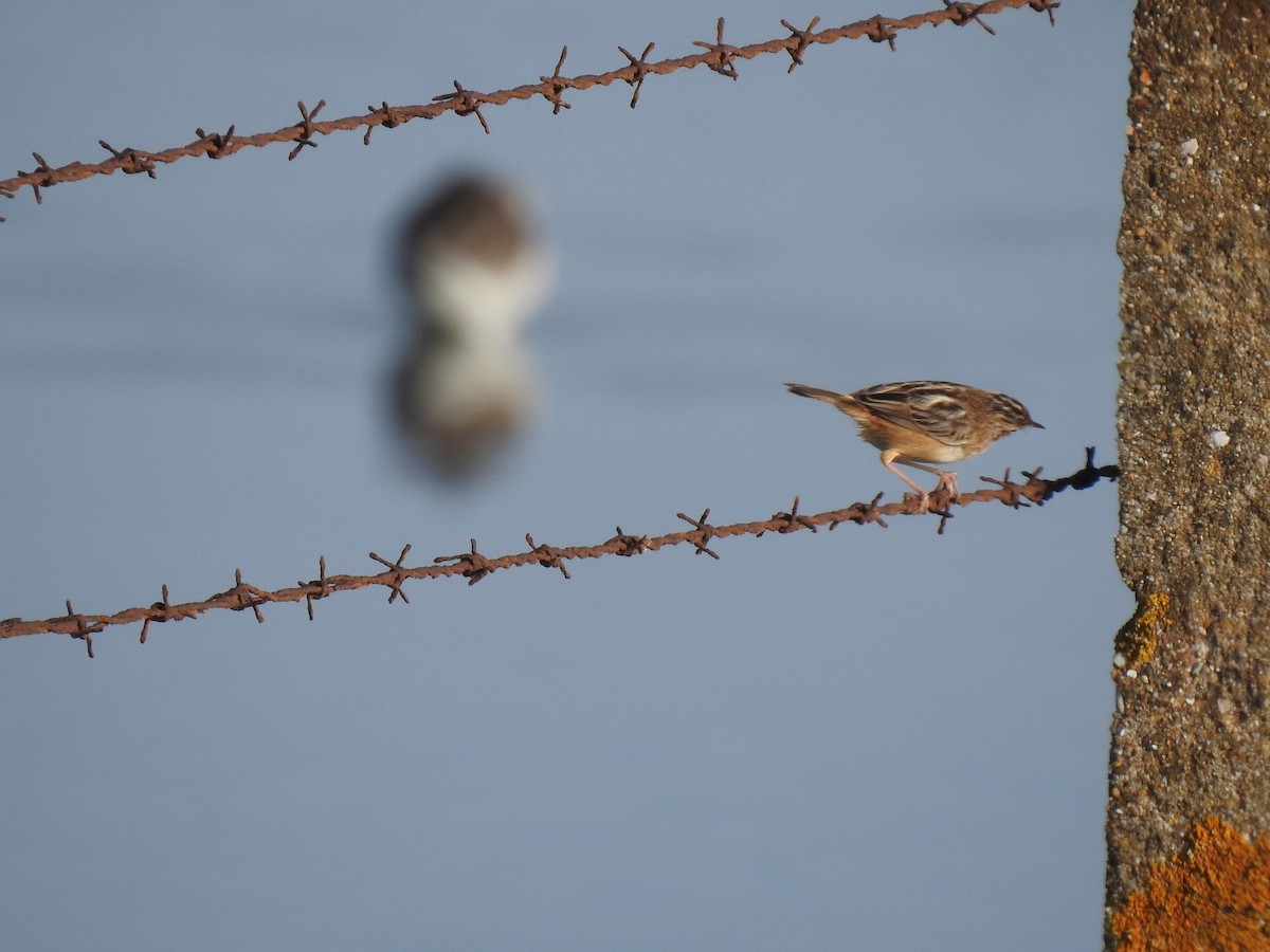 Ihi-txoria - ML644545390