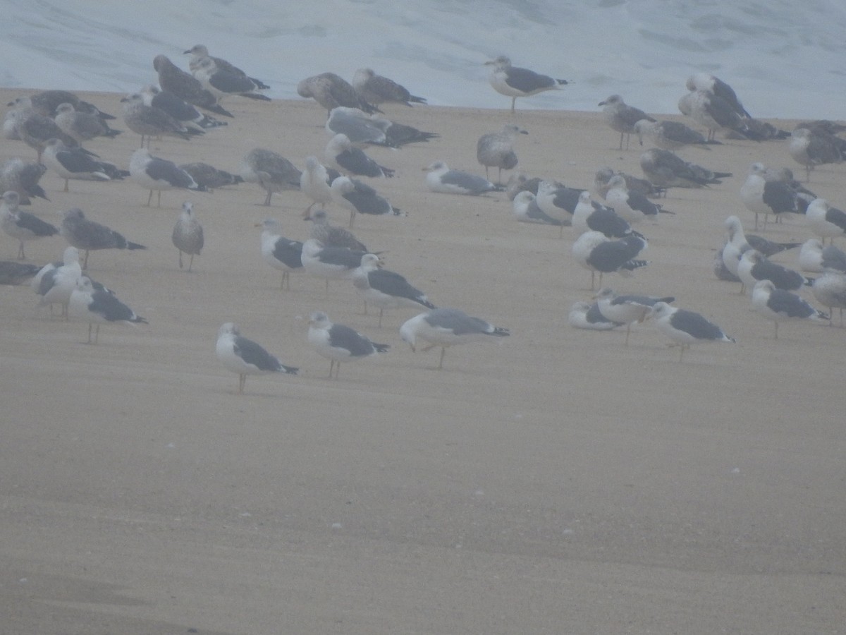 Kaio hankahoria/iluna - ML644545391