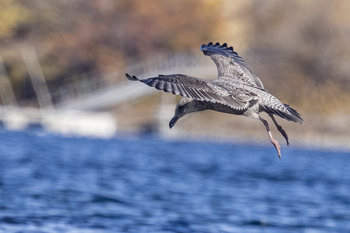 kaliforniasvartbak x gråvingemåke (hybrid) - ML644545392