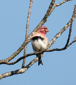 Purple Finch - ML644545393
