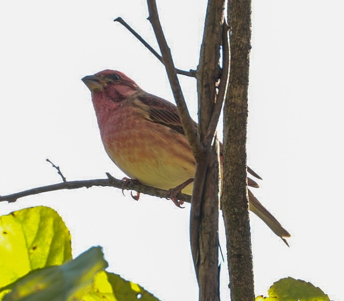Purple Finch - ML644545394