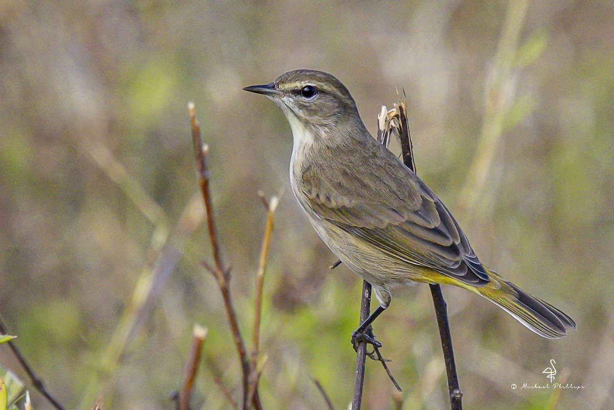 Palm Warbler - ML644545395