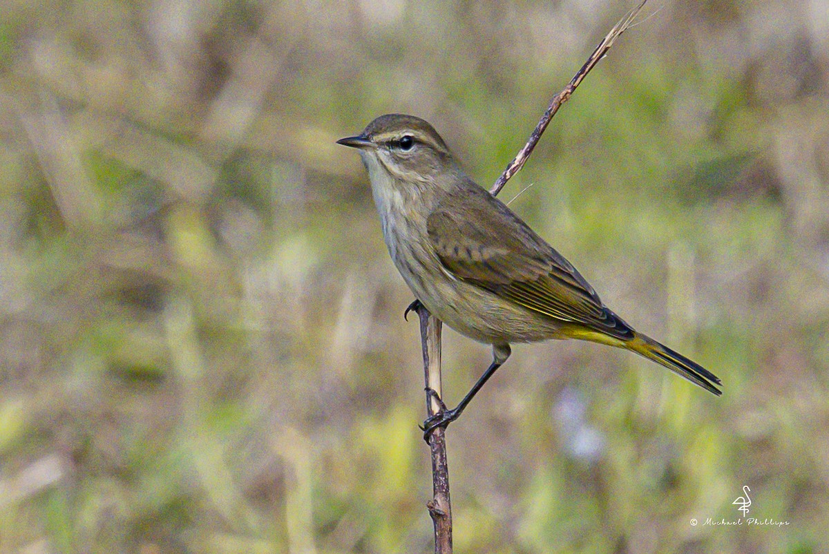 Palm Warbler - ML644545396