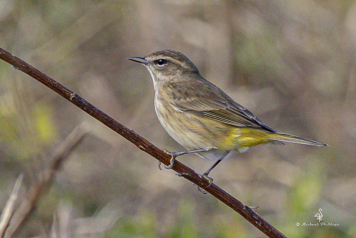 Palm Warbler - ML644545397