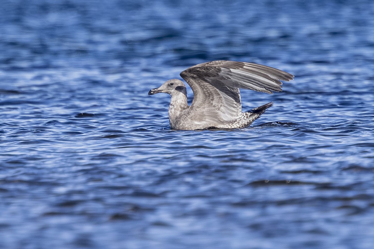 kaliforniasvartbak x gråvingemåke (hybrid) - ML644545399