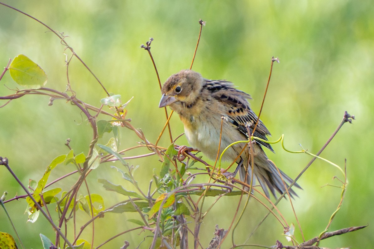 Dickcissel - ML644545400
