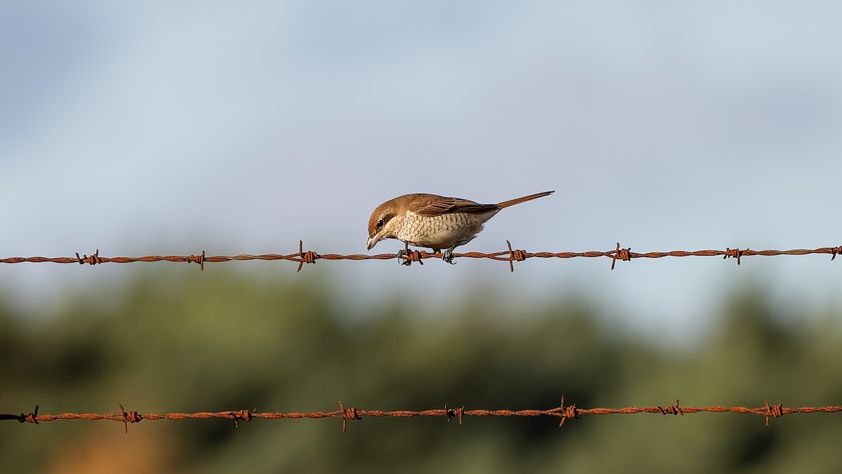 Brown Shrike - ML644545401