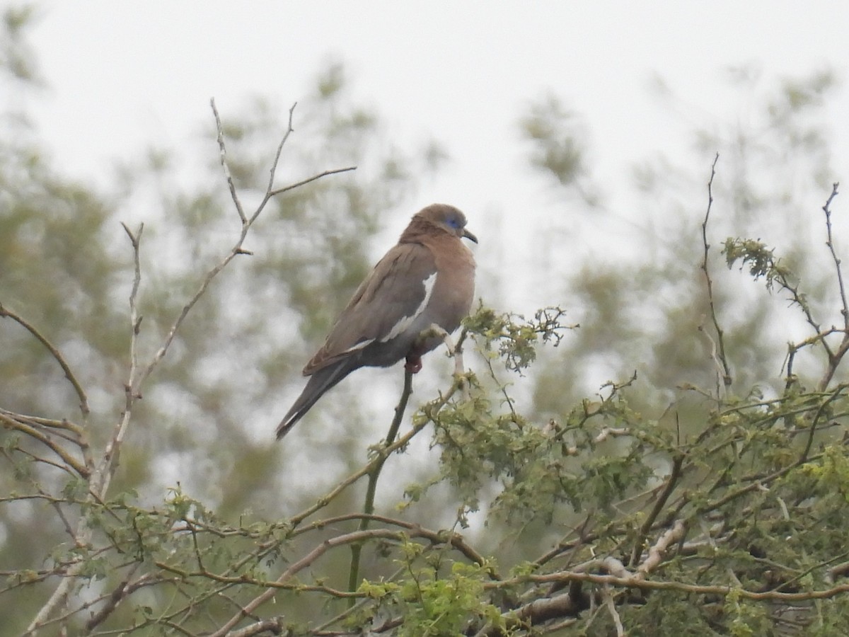 West Peruvian Dove - ML644545402