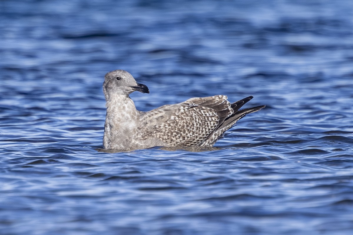 kaliforniasvartbak x gråvingemåke (hybrid) - ML644545404