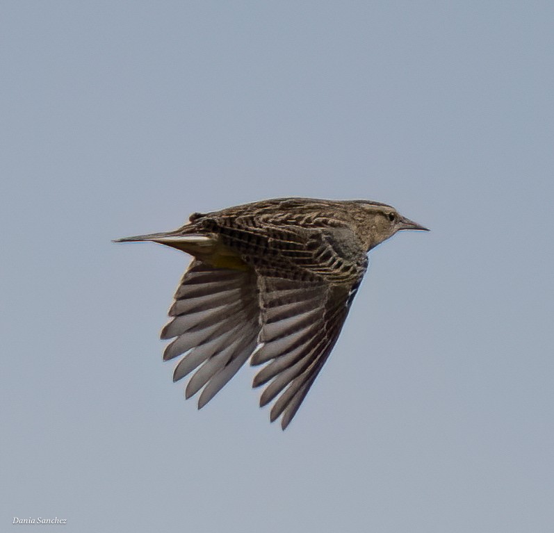 Eastern Meadowlark - ML644545405