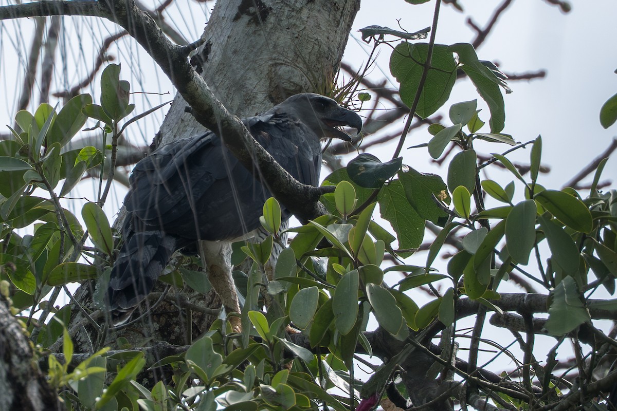 Harpyie - ML644545406