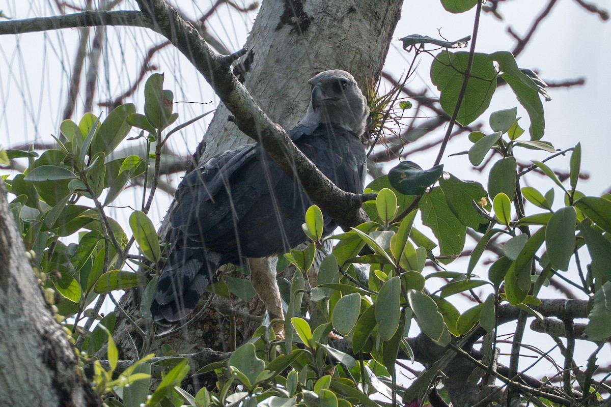 Harpyie - ML644545407