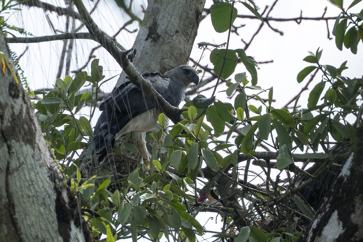 Harpyie - ML644545408