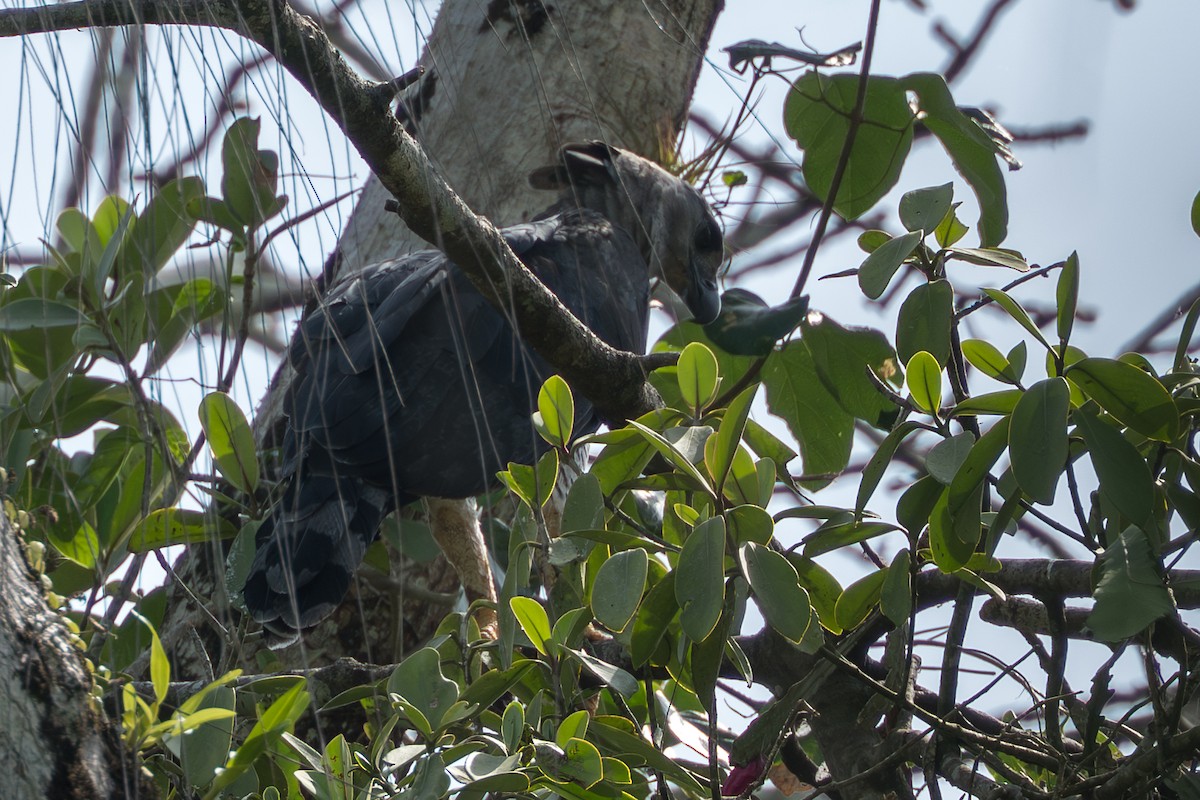 Harpyie - ML644545410