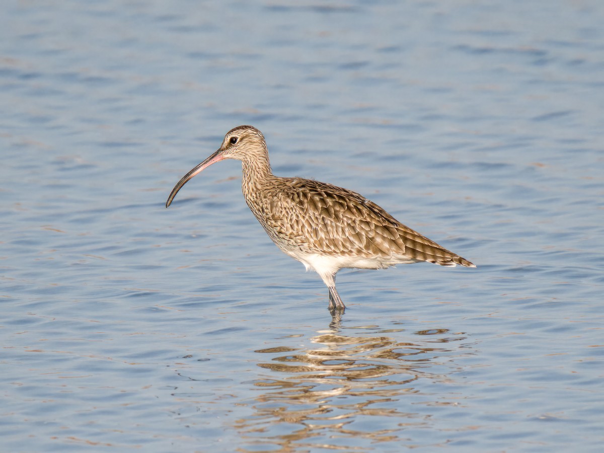 Courlis corlieu - ML644545412