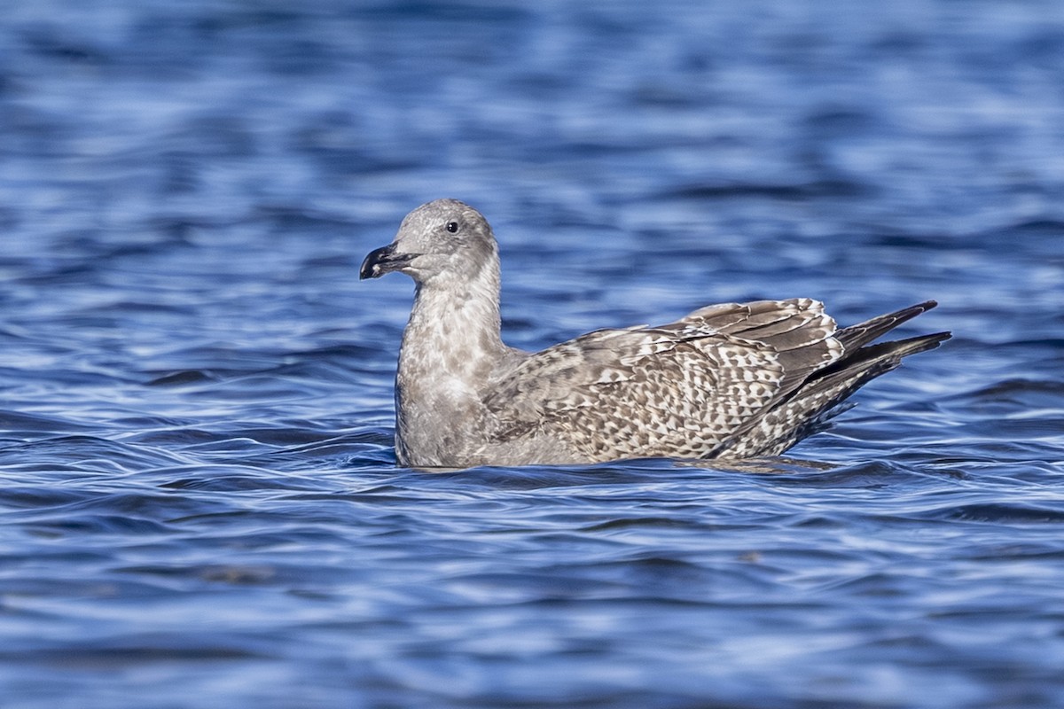 kaliforniasvartbak x gråvingemåke (hybrid) - ML644545413