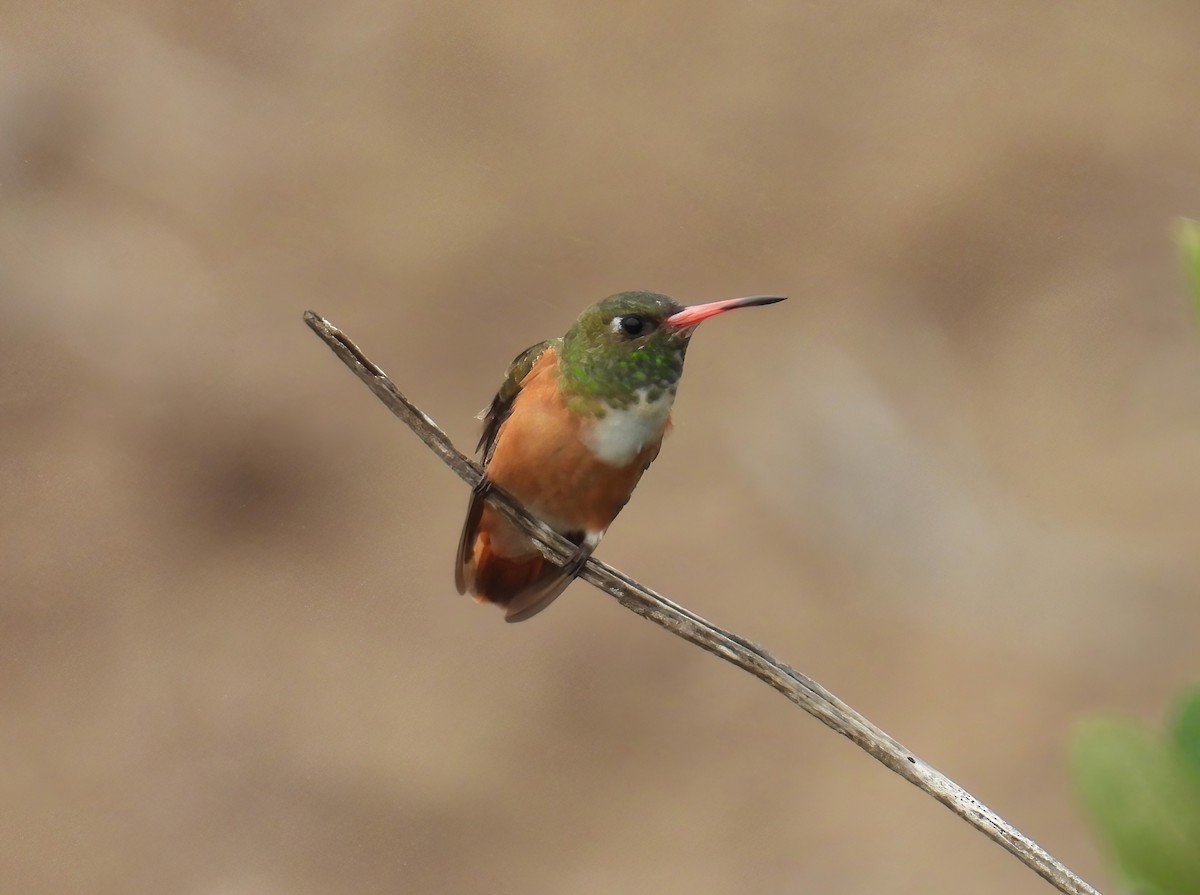 Amazilia Hummingbird - ML644545415