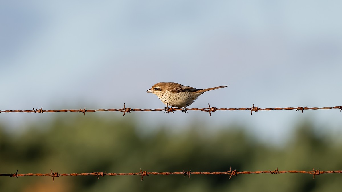 Brown Shrike - ML644545416