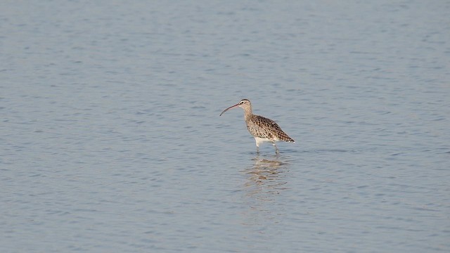 Courlis corlieu - ML644545417