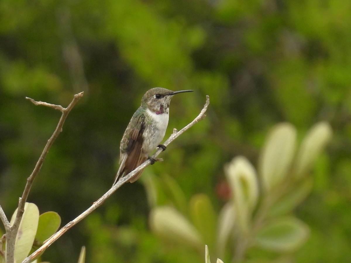 Peruvian Sheartail - ML644545418