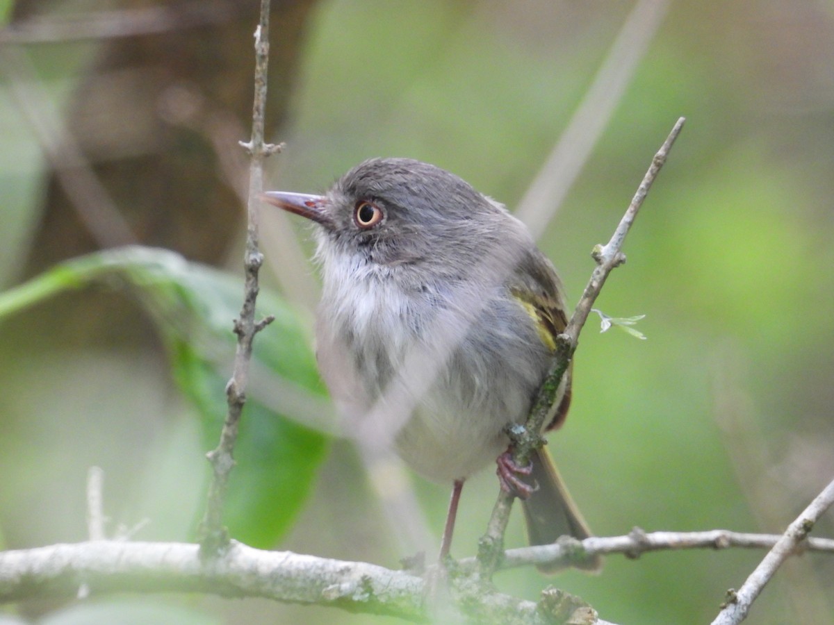 Todirostre à ventre perle - ML644545419