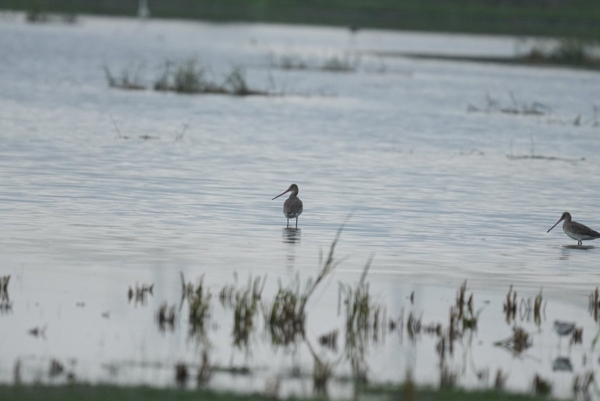 オグロシギ - ML644545420