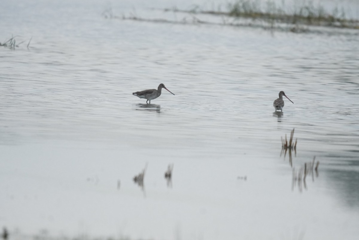 オグロシギ - ML644545421