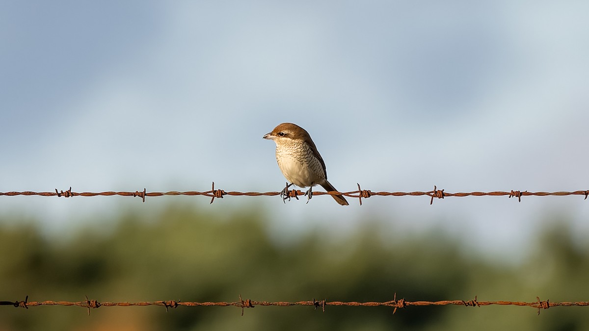 Brown Shrike - ML644545422