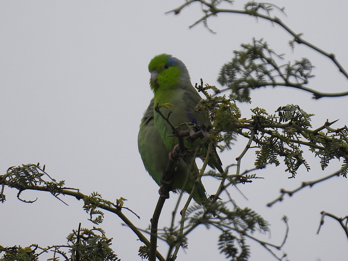Pacific Parrotlet - ML644545423