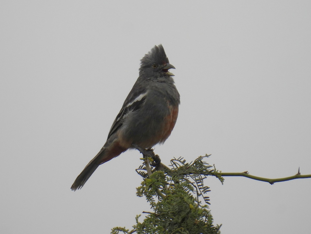 ペルークサカリドリ - ML644545429