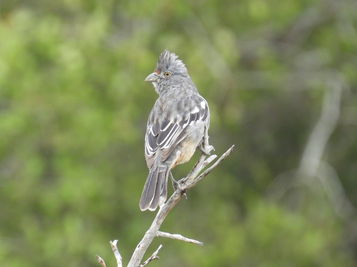 ペルークサカリドリ - ML644545430