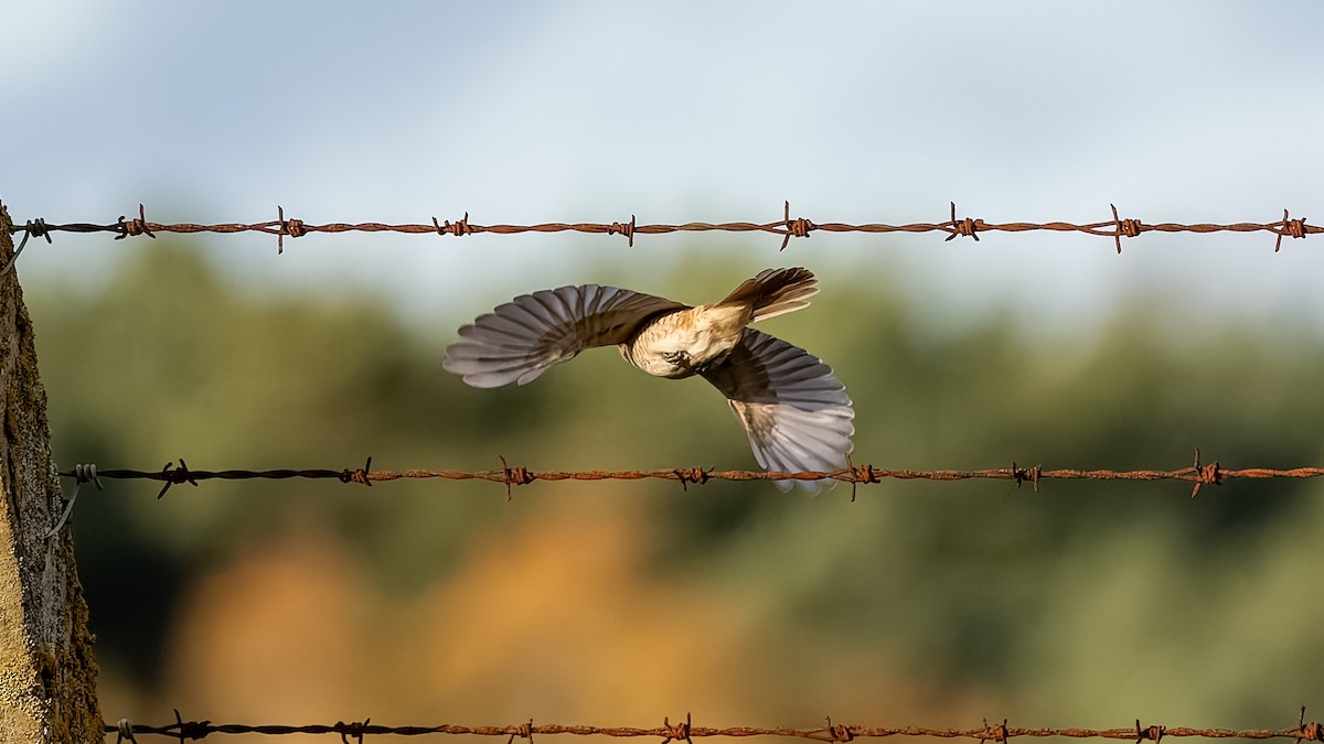 Brown Shrike - ML644545431
