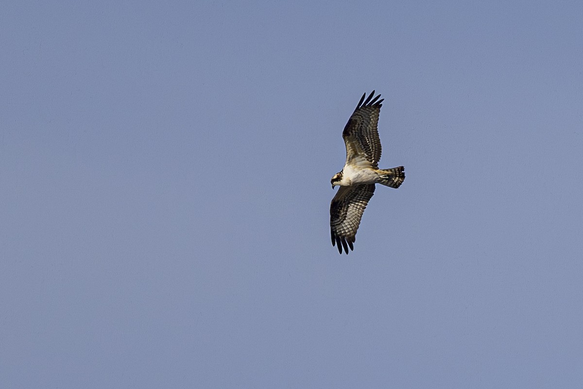 fiskeørn - ML644545432