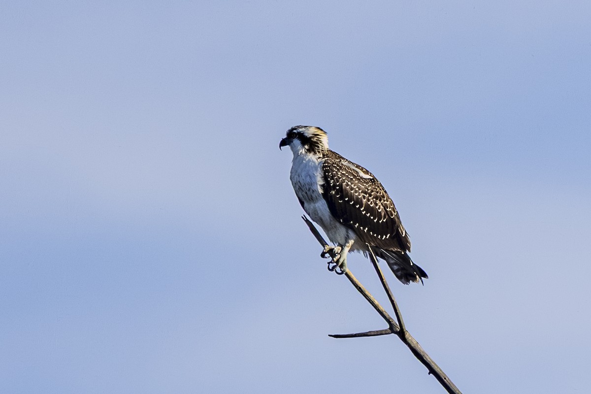 fiskeørn - ML644545433