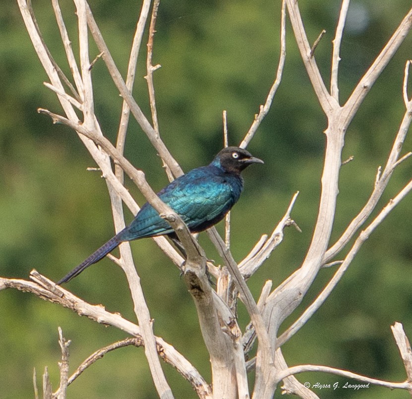 Rüppell's Starling - ML644545435