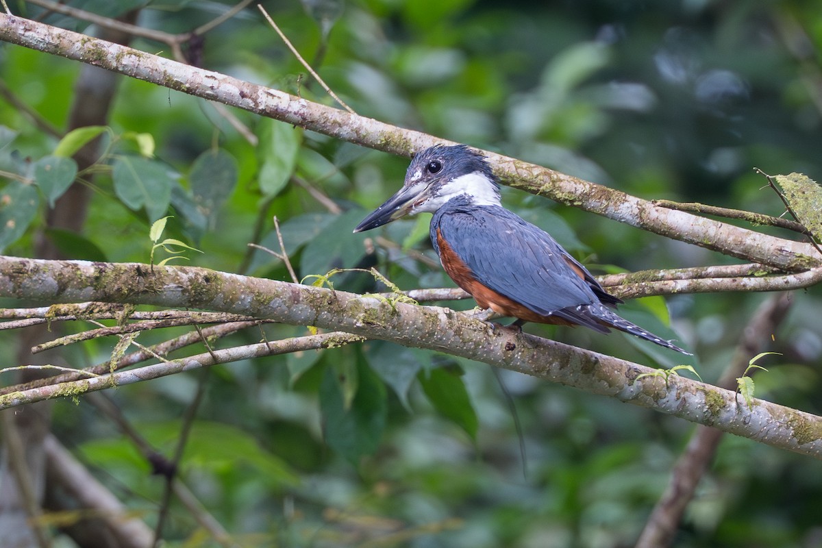 クビワヤマセミ - ML644545443